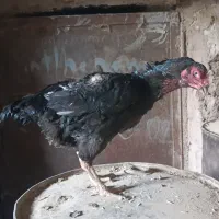 مرغ لاری افغان