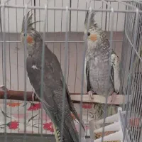 عروس هلندی جوجه مناسب آموزش