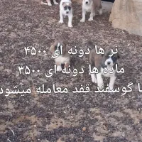 سگ..