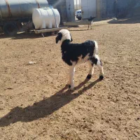 بره شیری فوری