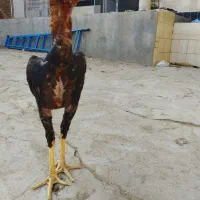 فروش دو عدد جوجه خروس لاری
