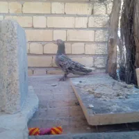کبوتر