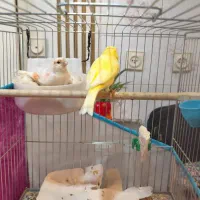 قناری|پرنده|تبریز, |دیوار