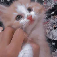 بچه گربه بازیگوش