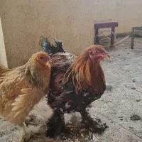 مرغ خروس برهما|حیوانات مزرعه|گلستان (تهران), |دیوار