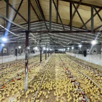 فروش یکواحد مرغداری گوشتی ۳۹۰۰۰ سند تکبرگ