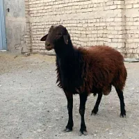 قوچ همو و بره قوچ همو