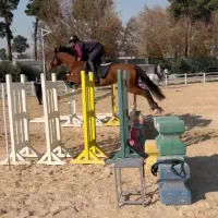 آموزش سوارکاری از پایه تا حرفه ای|خدمات آموزشی|تهران, پیکان شهر|دیوار