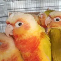 گیرینچیک ردچیک سرخ|پرنده|رودسر, |دیوار