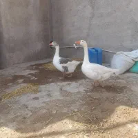 غاز