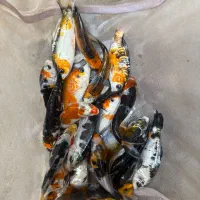 انواع ماهی کپور رنگی امور و کوی رنگارنگ|ماهی|تهران, وردآورد|دیوار