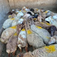 پخش بره نر. در شمال و جنوب شرقه کرج بدون تعطیلی