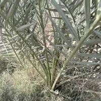 فروشی|گل و گیاه طبیعی|آبپخش, |دیوار