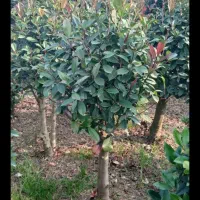 یاس هلندی لوکس و فتونیا تنه قوی|گل و گیاه طبیعی|رودسر, |دیوار