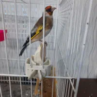 سهره نرچهارگل بخون|پرنده|تایباد, |دیوار