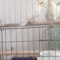 عروس هلندی لوتینو مولد با دو تا جوجه|پرنده|شیراز, شهرک جماران|دیوار