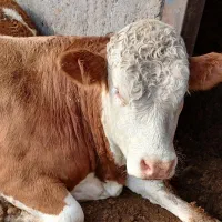 گوساله سیمینتال چاق