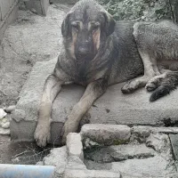 دوعدد توله پژدر|سگ|گنبد کاووس, |دیوار