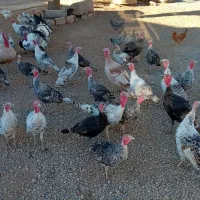 ۳۵ عدد بوقلمون|حیوانات مزرعه|نورآباد, |دیوار