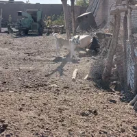 یک گلاده سگ نر|سگ|نوشین شهر, |دیوار