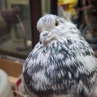 کبوترنرپلنگ جوان سالم کله لرزان