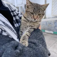 واگذاری گربه