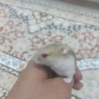 همستر|موش و خرگوش|یزد, |دیوار