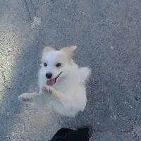 پامر|سگ|کرمانشاه, |دیوار