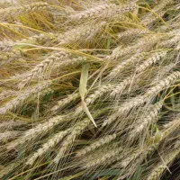 بذر گندم بوجاری شده|عمدهفروشی|قشلاق دشت, |دیوار