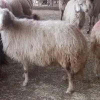 گوسفند بره ش مرده ....۱۵ میلیون مقطوع