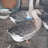 قو غاز|حیوانات مزرعه|مرند, |دیوار