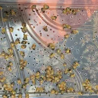 حلزون|خزنده|ارومیه, |دیوار