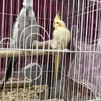 عروس هلندی|پرنده|همدان, |دیوار