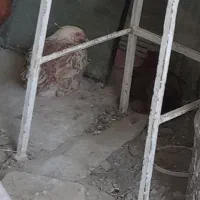 خروس و مرغ