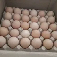 تخم مرغ محلی تازه