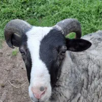 فروش گوسفند نر رومانوف تالش فوری