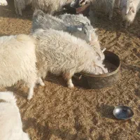 کهره  و بره|حیوانات مزرعه|بافت, |دیوار