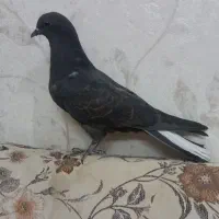 کفتر نر شازده پرشی و ماده پاپر و مفلق قلاق پرشی|پرنده|اصفهان, هفتون|دیوار