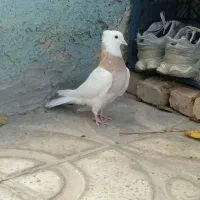 تعدادی کبوتر طوقی همه رنگ|پرنده|سمیرم, |دیوار