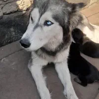 ۷عدد توله هاسکی با مادر فروشی