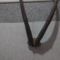 شاخ کل دکوری نربز قوچ کوهی