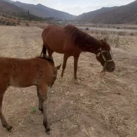 مادیان بدون کره|اسب و تجهیزات اسب‌سواری|آشخانه, |دیوار