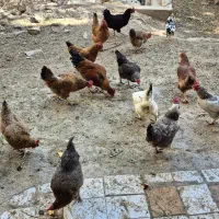 مرغ و خروس محلی|حیوانات مزرعه|مهدی شهر, |دیوار