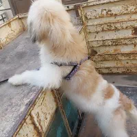 واگزاری سگ شیتزو|سگ|سلماس, |دیوار