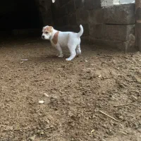 واگذاری سگ الابای|سگ|گنبد کاووس, |دیوار