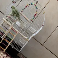 قفس پرنده طوطی مرغ عشق دوعدد|لوازم جانبی حیوانات|سیرجان, |دیوار