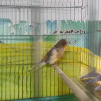 قناری مست مست|پرنده|شیراز, شریف‌آباد|دیوار