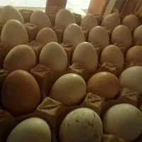 تخم مرغ محلی