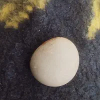 آسیاب|جواهرات|گل تپه, |دیوار