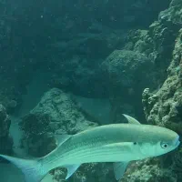 یک عدد ماسک غواصی ارزشمند پیدا شده تماس بگیرید